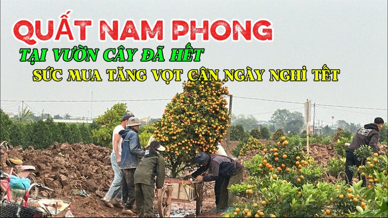 QUẤT NAM PHONG ĐANG HẾT HÀNG TẠI VƯỜN TRỒNG những ngày cận kề tết, sức mua tăng |Quảng Tùng