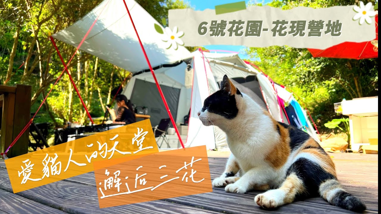 露營Vlog#21｜六號花園｜貓奴的最愛我們找到可愛三花貓陪我們一天｜充滿喵星人的營區｜乾燥撤收｜親子露營⛺️