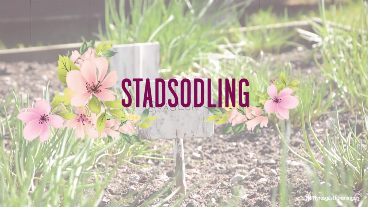 Stadsodling – textad
