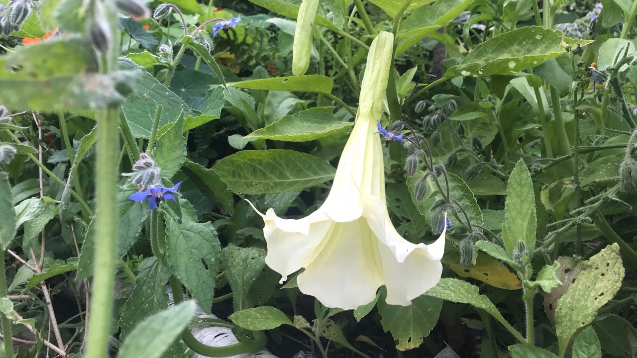 How to care for BRUGMANSIA, ANGELES TRUMPETS in UK COLD CLIMATE, care, cuttings & feeding.