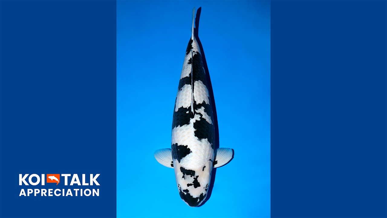 Koi Talk | Appreciation | Omosako - Shiro Utsuri