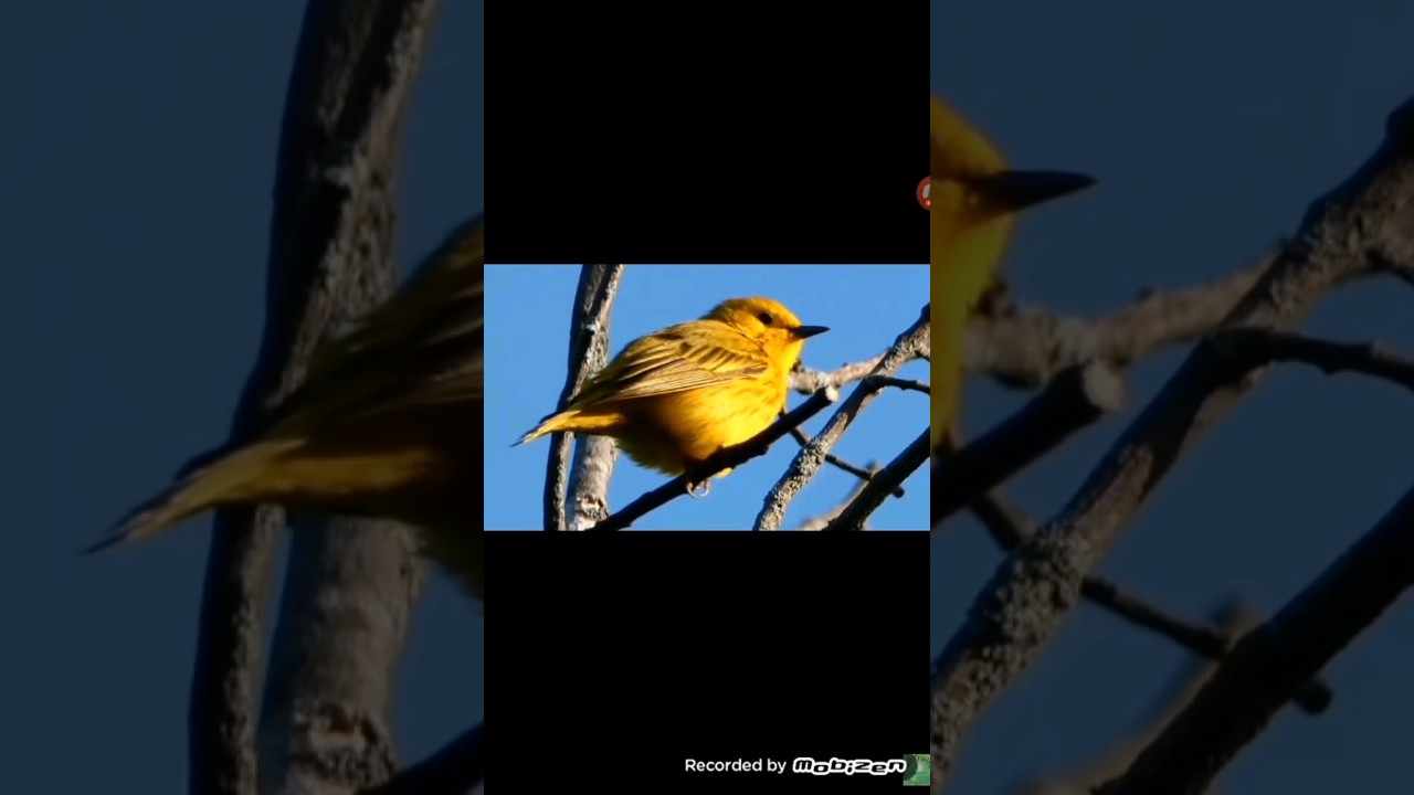 yellow warbler paruline jaune