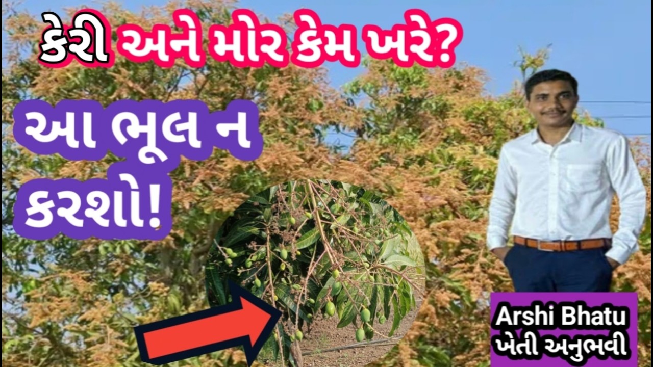 કેરીના મોર ન ખરે અને કેરી ન પડે એ માટે શું કરવું? | Mango Flower Drop Solution, આવી ભૂલ ના કરતા