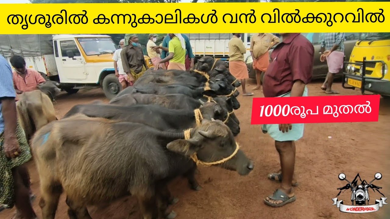 Buffalo/petvlog#Ep2/തൃശൂരിൽ കന്നുകാലികൾ വൻ വിലക്കുറവിൽ 1000രൂപ മുതൽ /#cattle #cattlemarket #thrissur