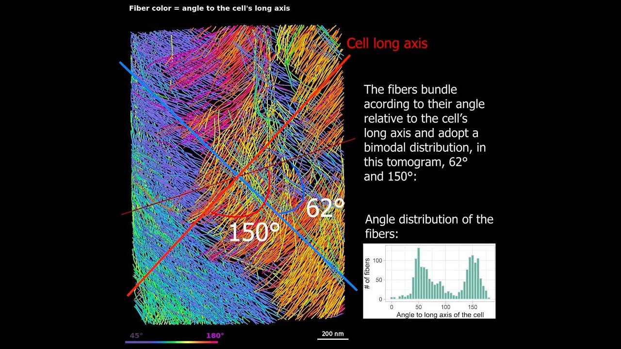 Structural Secrets: Analysing the Bimodal Cellulose Clustering in Onion Cell Wall Lamellae
