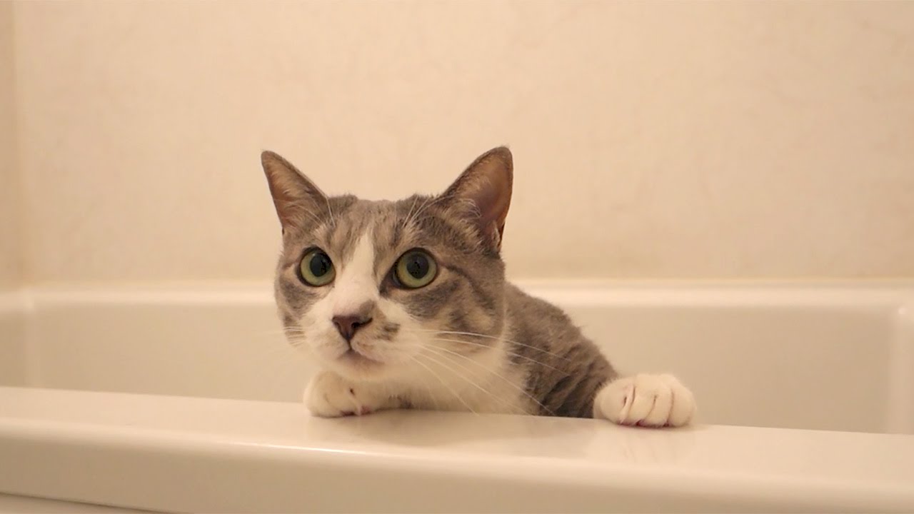 ネコとお引越し・探索の巻 - Cats House Moving 3/3 -