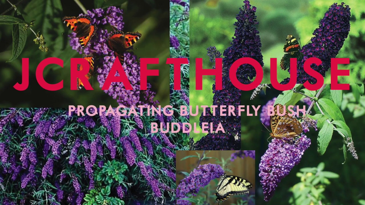 Garden Hack - Propagating Butterfly Bush Buddleia Beddleja to SAVE SERIOUS MONEY
