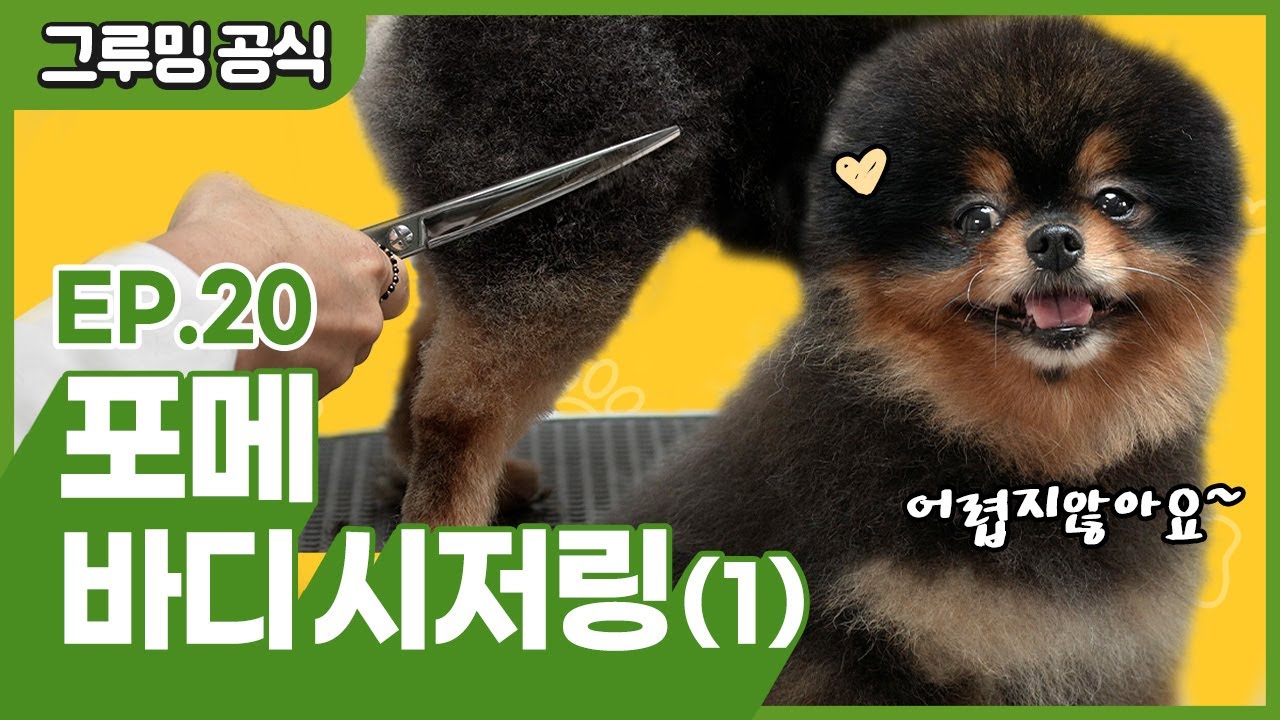 포메미용 배워보기! 곰돌이컷 몸 시저링 배워봐요~ [그루밍 공식 EP.20]