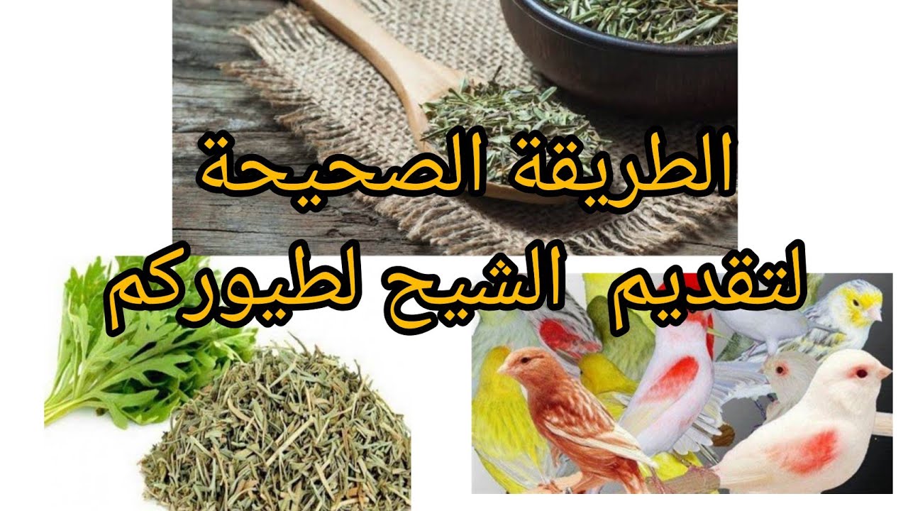 احسن 👌طريقة لتحضير الشيح لطيوركم🐤