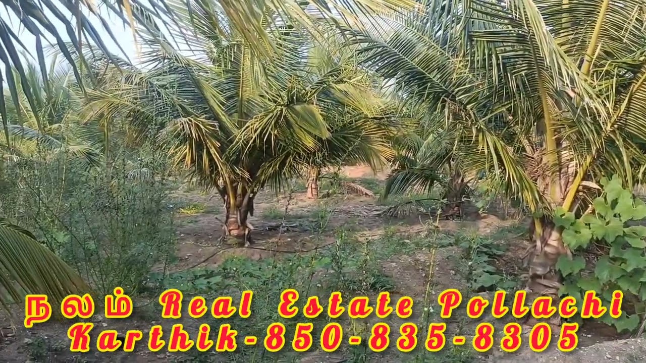 3 ACRE Low Budget Price (கடன் வசதியும் உண்டு) AGRICULTURE COCONUT FARM Land Sale in POLLACHI East
