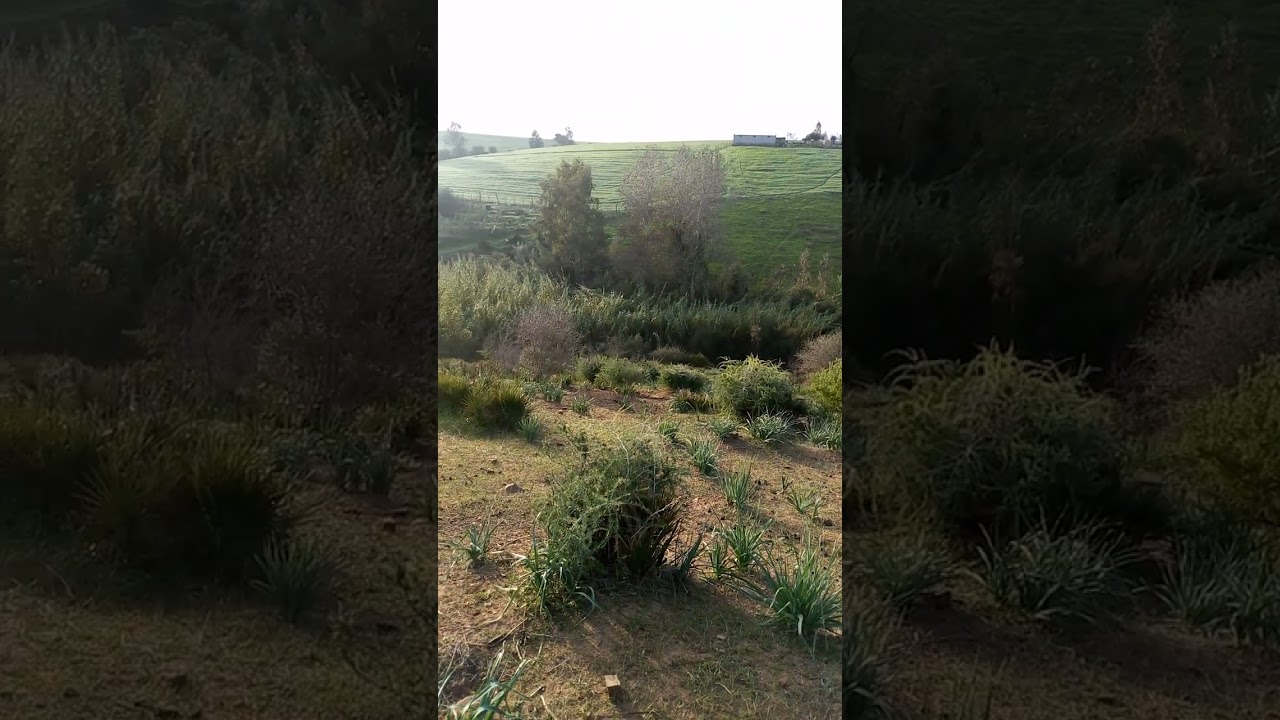 طبيعة زعير احدالبرشواة ولاد مسعود