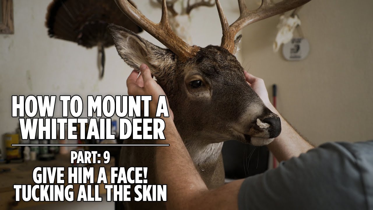 How To Mount A Whitetail Deer - Part 9 - Give Him A Face - How To Tuck All That Skin - Taxidermy
