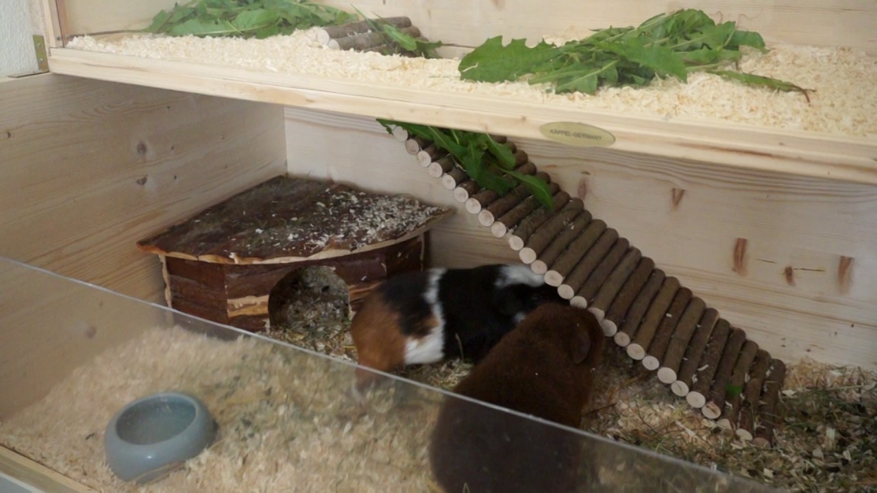Schweinxpermient