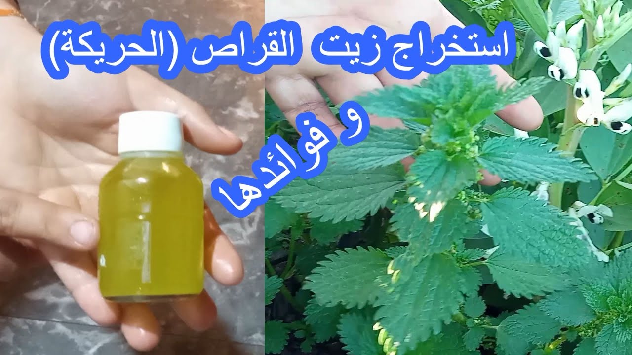 كيفية الحصول على زيت القريص (الحريكة)👈🏻 4K 🌺و فوئدها الصحية الكثيرة