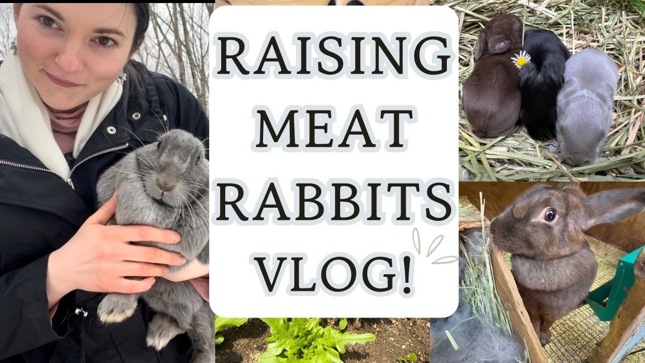 Transform Your Homestead With Meat Rabbits