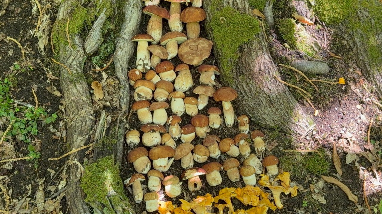 6️⃣0️⃣ 2025-07-18 FUNGHI PORCINI CHE PASSIONE 🍄 #60