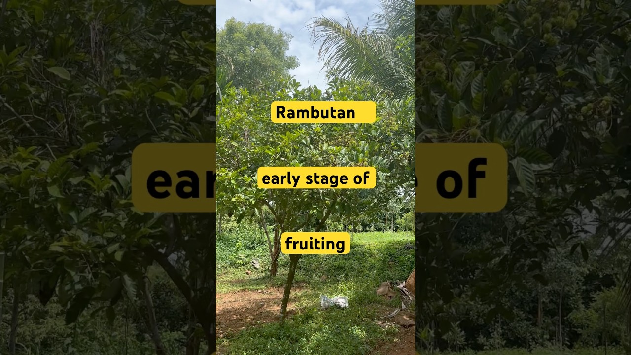 Rambutan fruits early stage