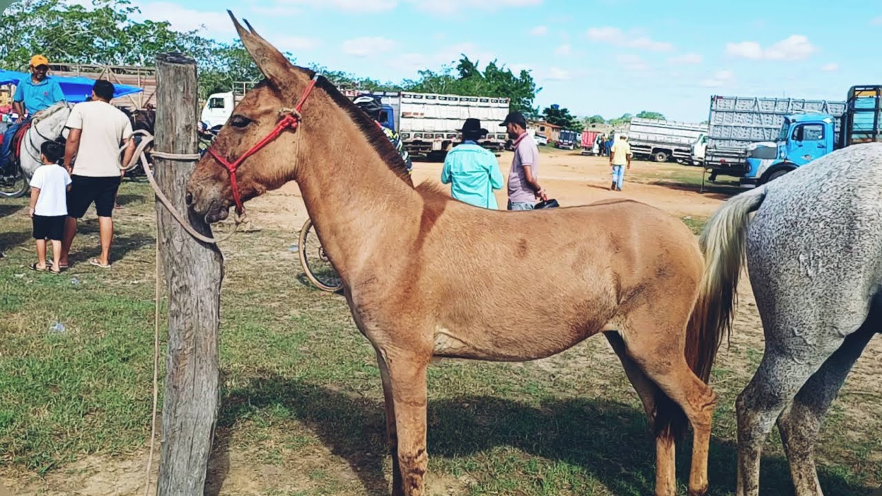 FEIRA DE CAVALOS DE CAMPO GRANDE-AL 🐎 #ALAGOAS #NORDESTE 