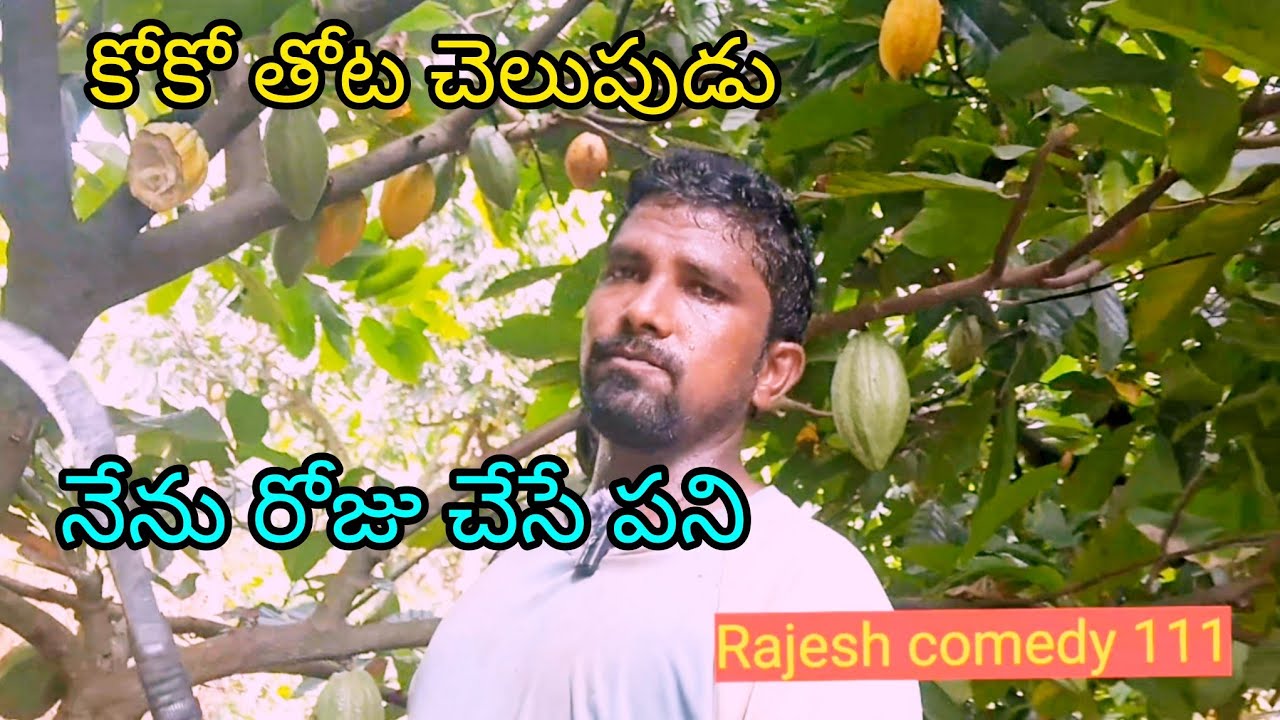    కోకో తోటలో మా పని కోకో కొమ్మలు కటింగ్ #rajeshcomedy111 #coco cutting 