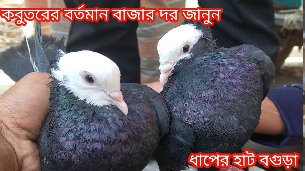 কবুতরের বর্তমান  দাম দর জানুন||কবুতরের দাম দর-২০২৫||pegion price bd-2025||ধাপের হাট বগুড়া||