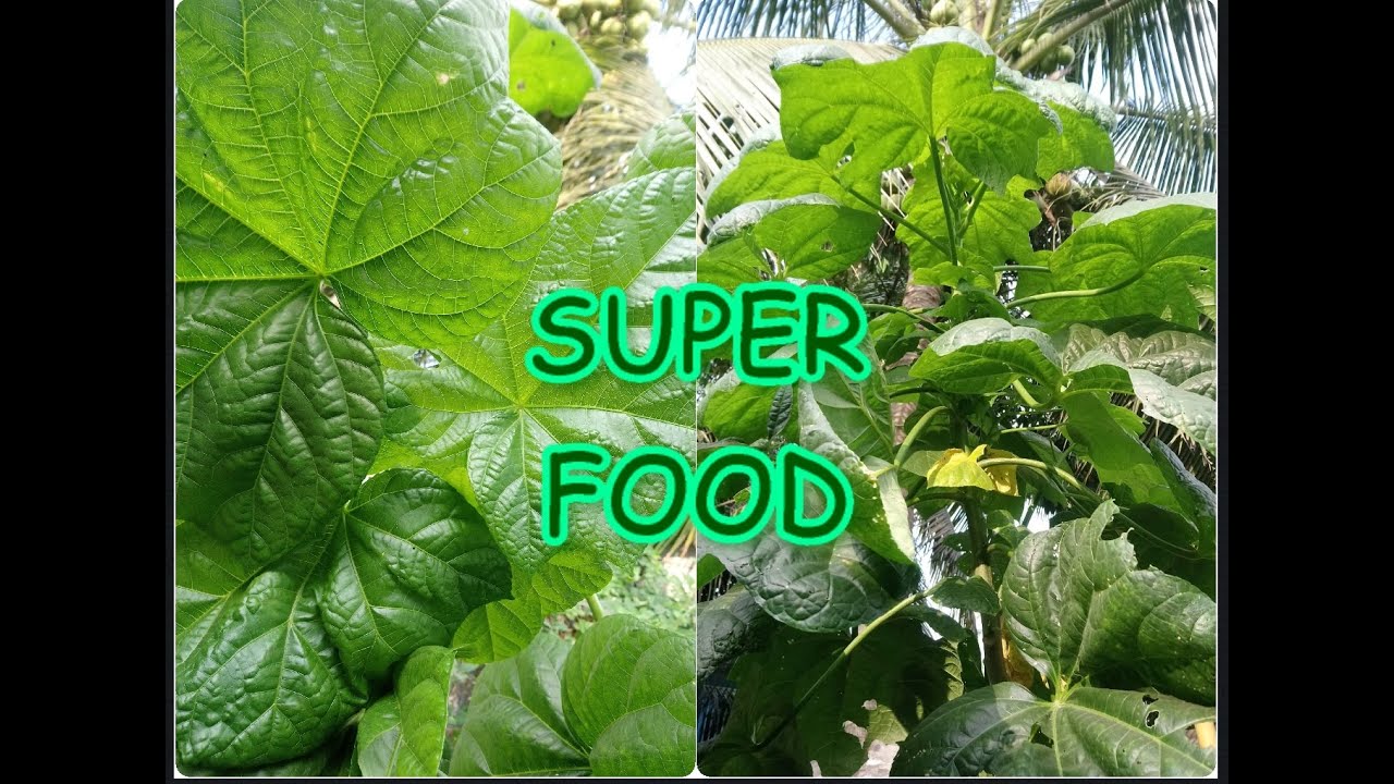 How To Grow Bele (Abelmoschus Manihot, Tonga Spinach, Aibika)| Super Healthy Food