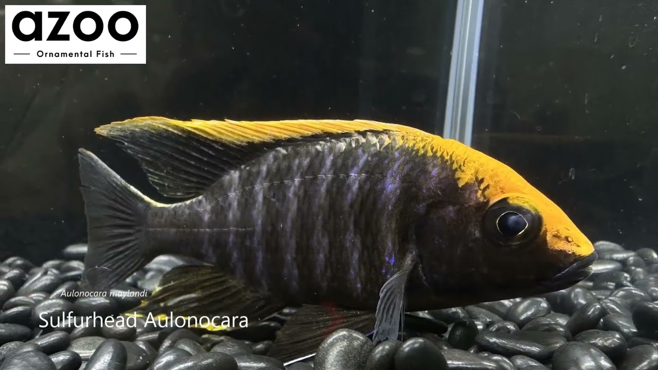 Sulfurhead Aulonocara / Aulonocara maylandi / 瑪蘭迪孔雀