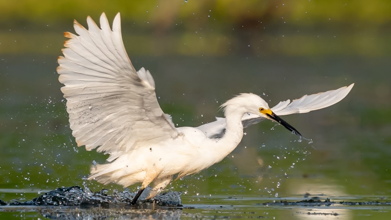 Awesome Bird Photography New Gear - Nikon D850 - Sony A9 - Snail Kites - Florida Wildlife