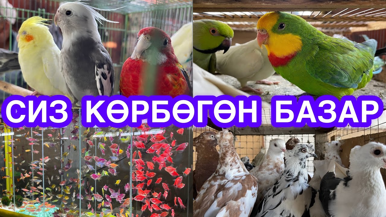 Мына-Мына!  Көрөкой!  ПОПУГАЙ базар, КЕПТЕР базар, БАЛЫК базар аябай кызыды
