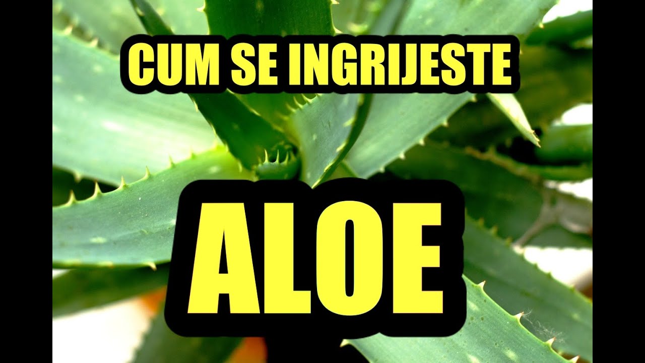 ALOE - cum se ingrijeste ca sa infloreasca #ingrijireaflorilor