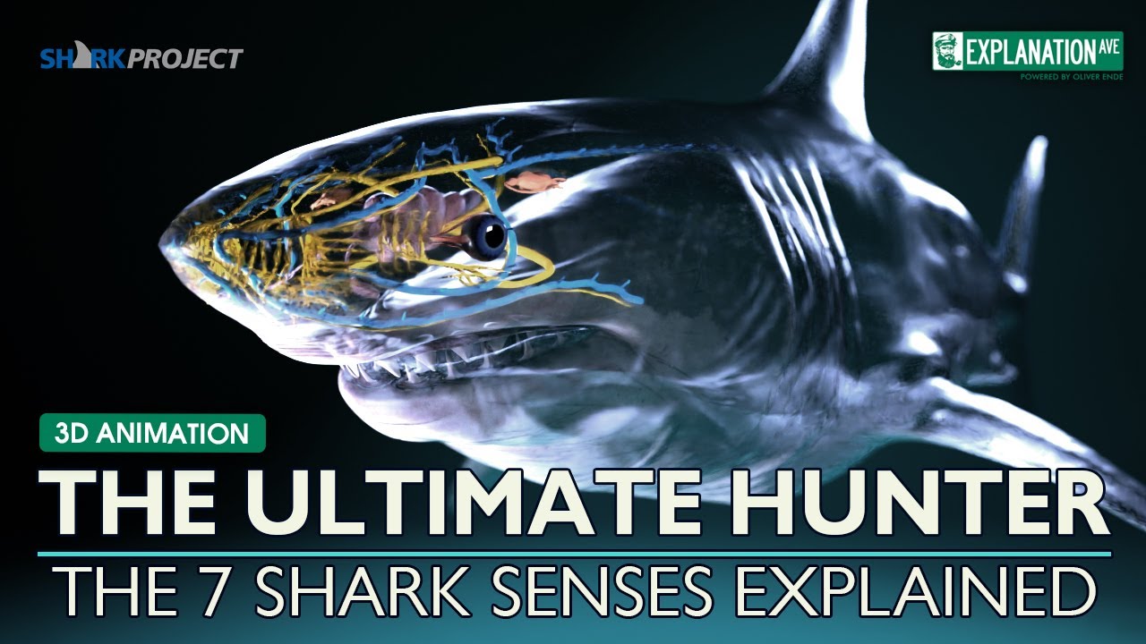 The Ultimate Hunter: 7 чувств большой белой акулы