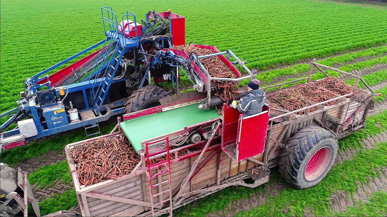 Harvesting Carrots | Fendt 516 w/ Asalift 2-row sharelifter | Samon Box Carts | de Zeeuw