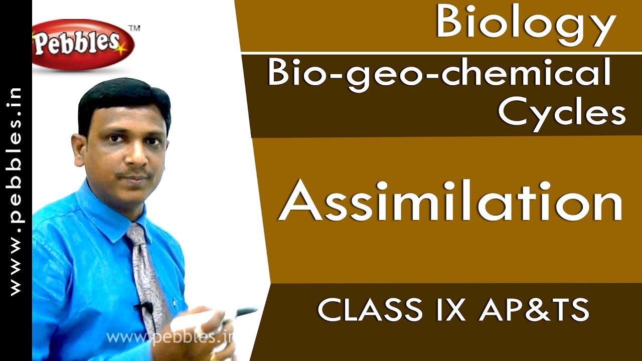 Assimilation : Bio-geo-chemical Cycles | Biology | Class 9 | AP&TS