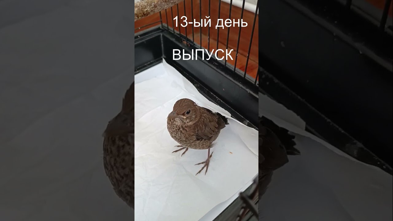 Курс подготовки дрозда к выпуску на природу.