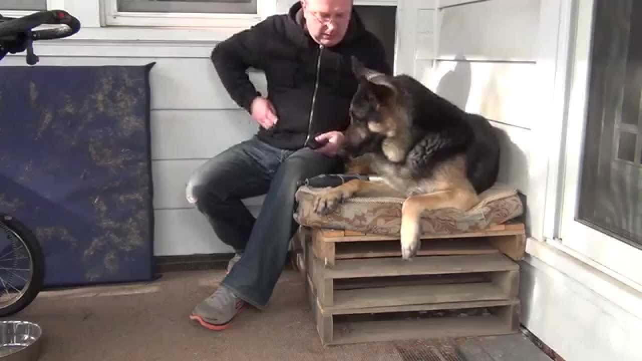 Aggressive German Shepherd Nail Trimming
