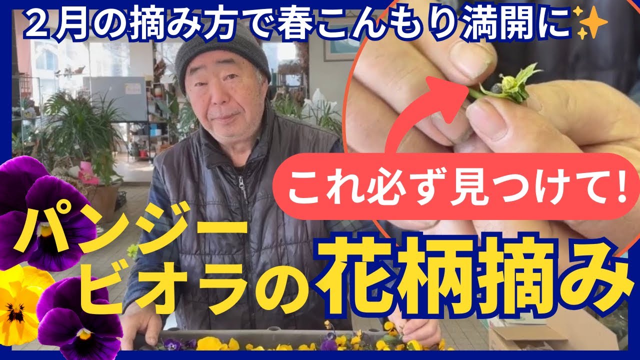 3月に必ず出る「要注意の芽」｜パンジー・ビオラの花柄摘み【2月編】