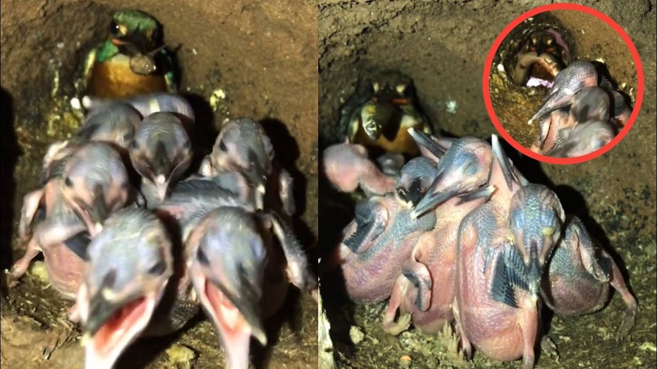 Kingfishers Birds - Mother takes care of 7 babies in a clean bird nest | Ep 04 [ Review Bird Nest ]
