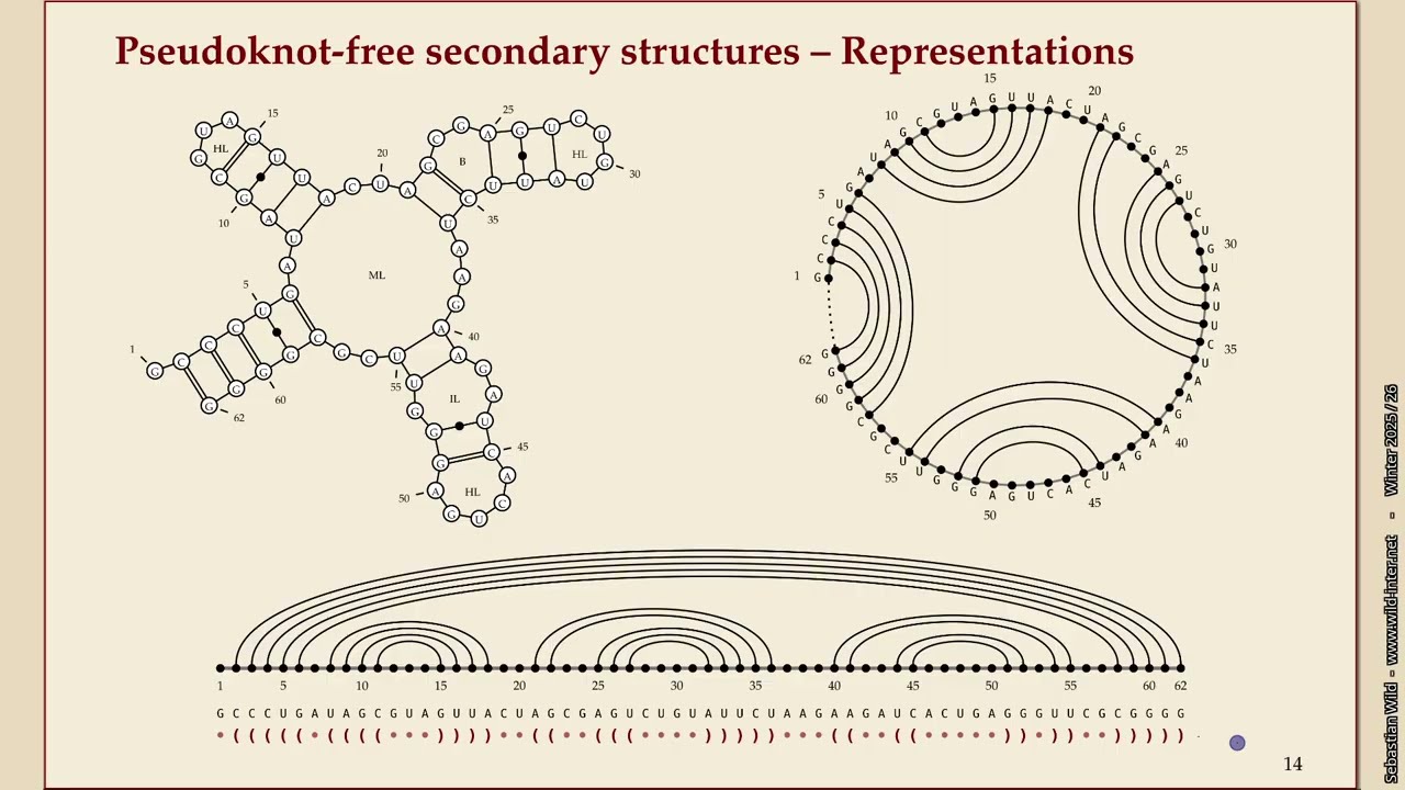 Алгоритмы биоинформатики (зима 2025-26) 8-3 Вторичные структуры без псевдоузлов
