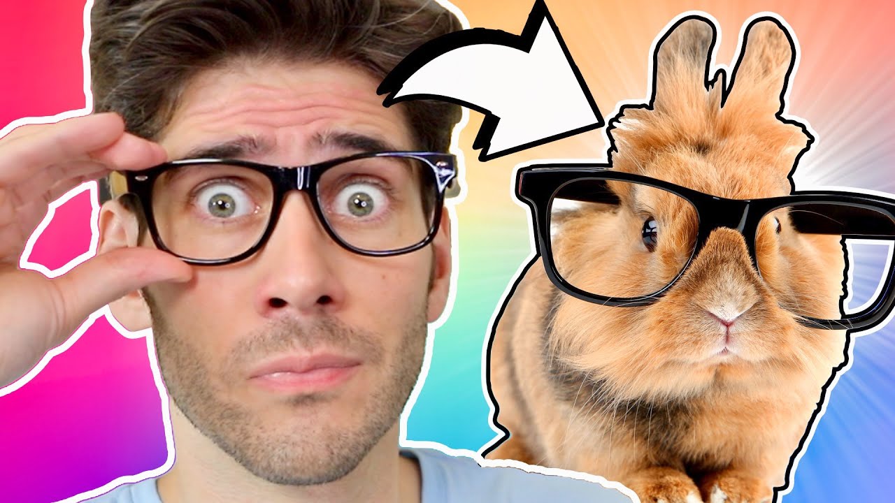 What Animal Best Fits Your Personality?