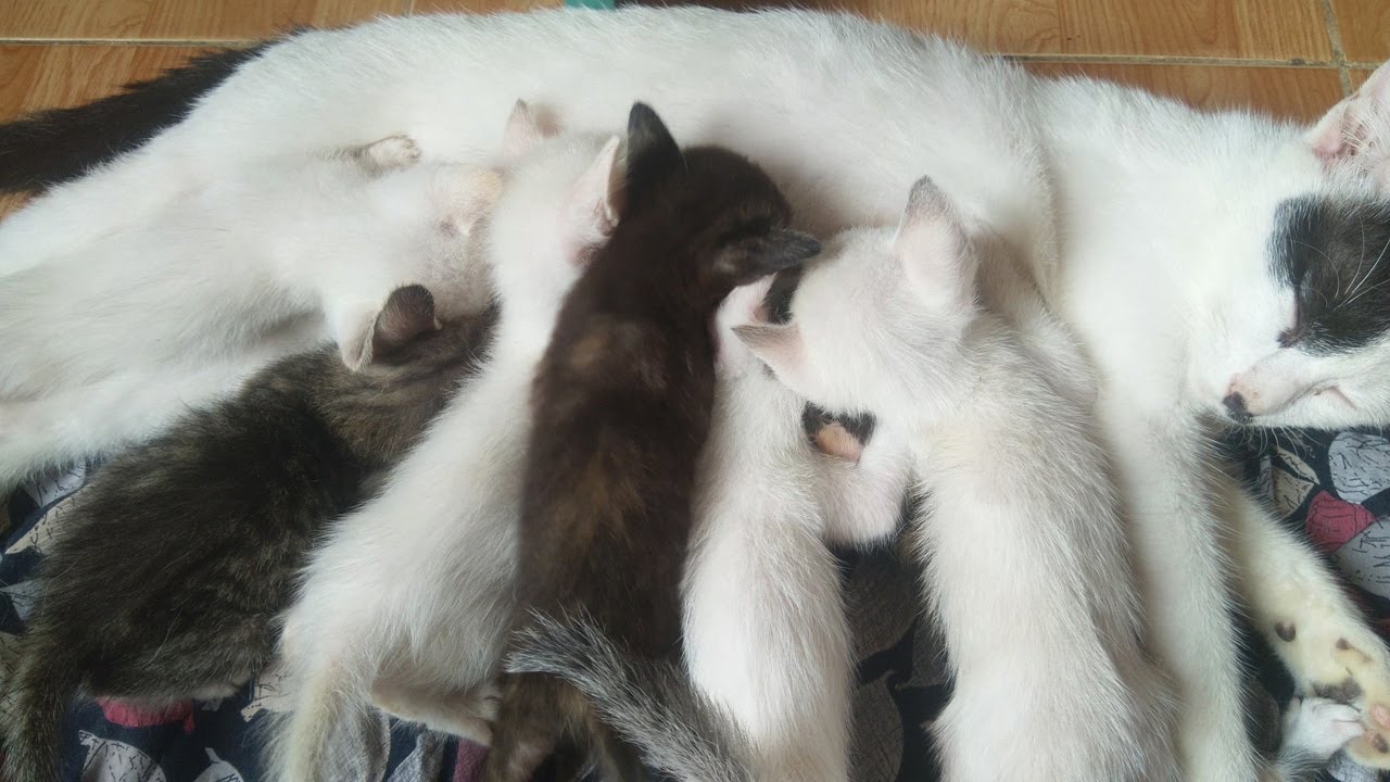 Seven Baby Kittens Fighting Over Their Mom's Milk
