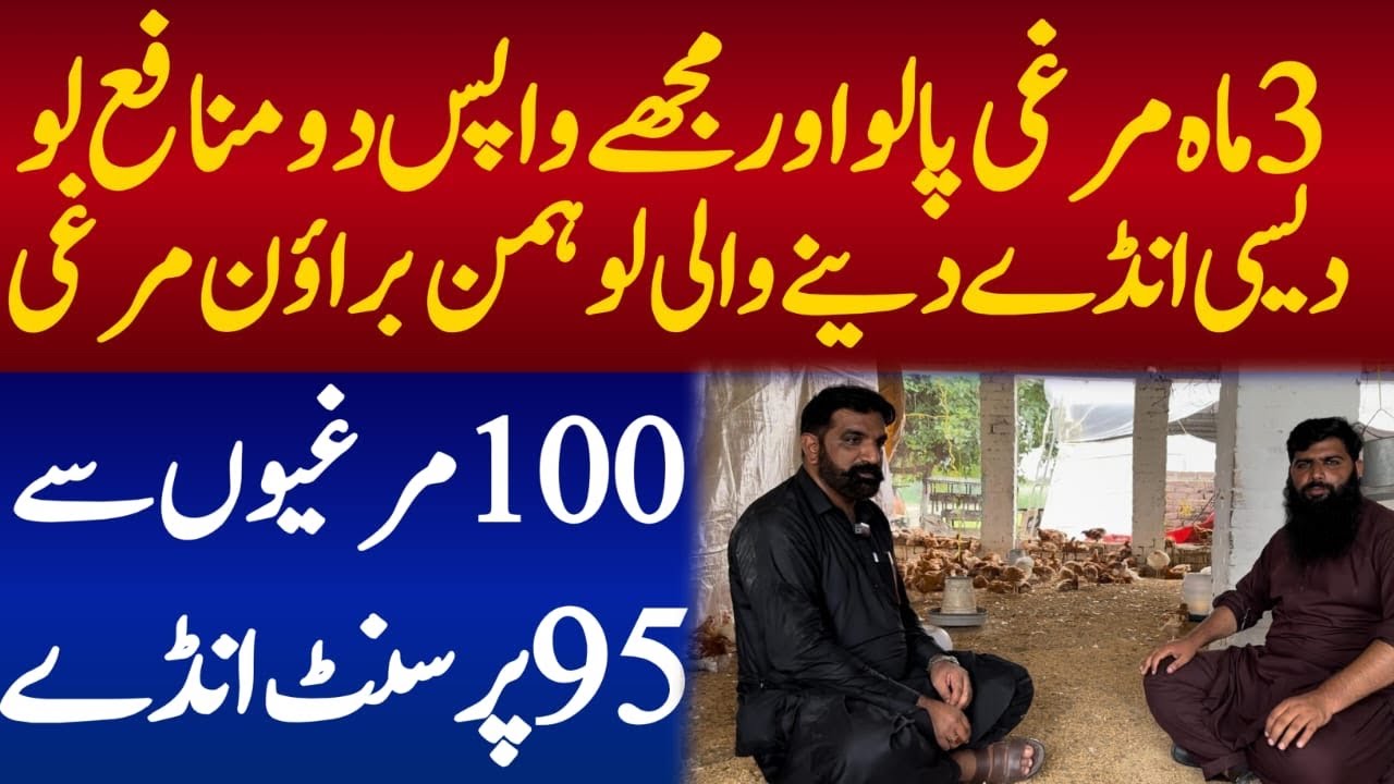 Lohmen brown , white and black Chickens Farming Business in pakistan 2026