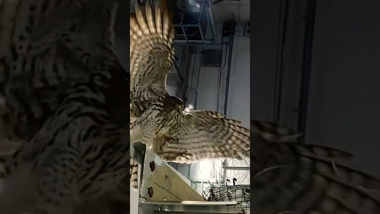 Check out this Hawk Attack angle #shorts #animals