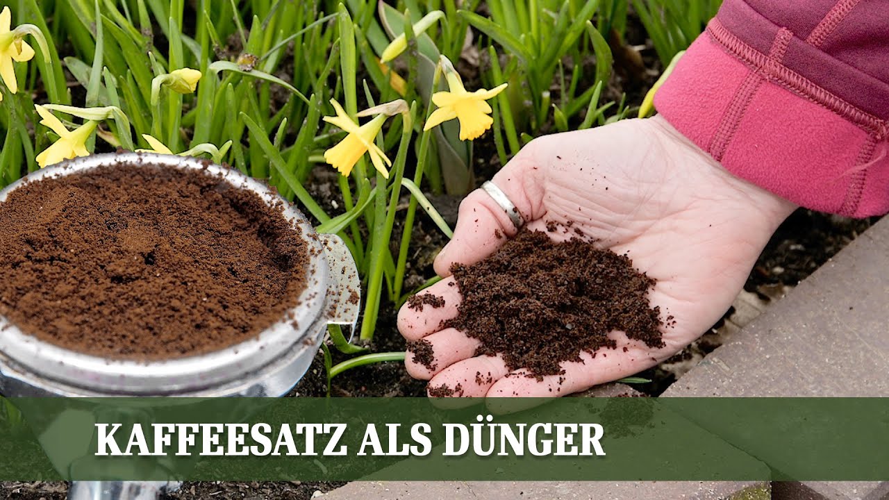 Alles über Kaffeesatz als Dünger: Vorteile, Anwendung und Tipps