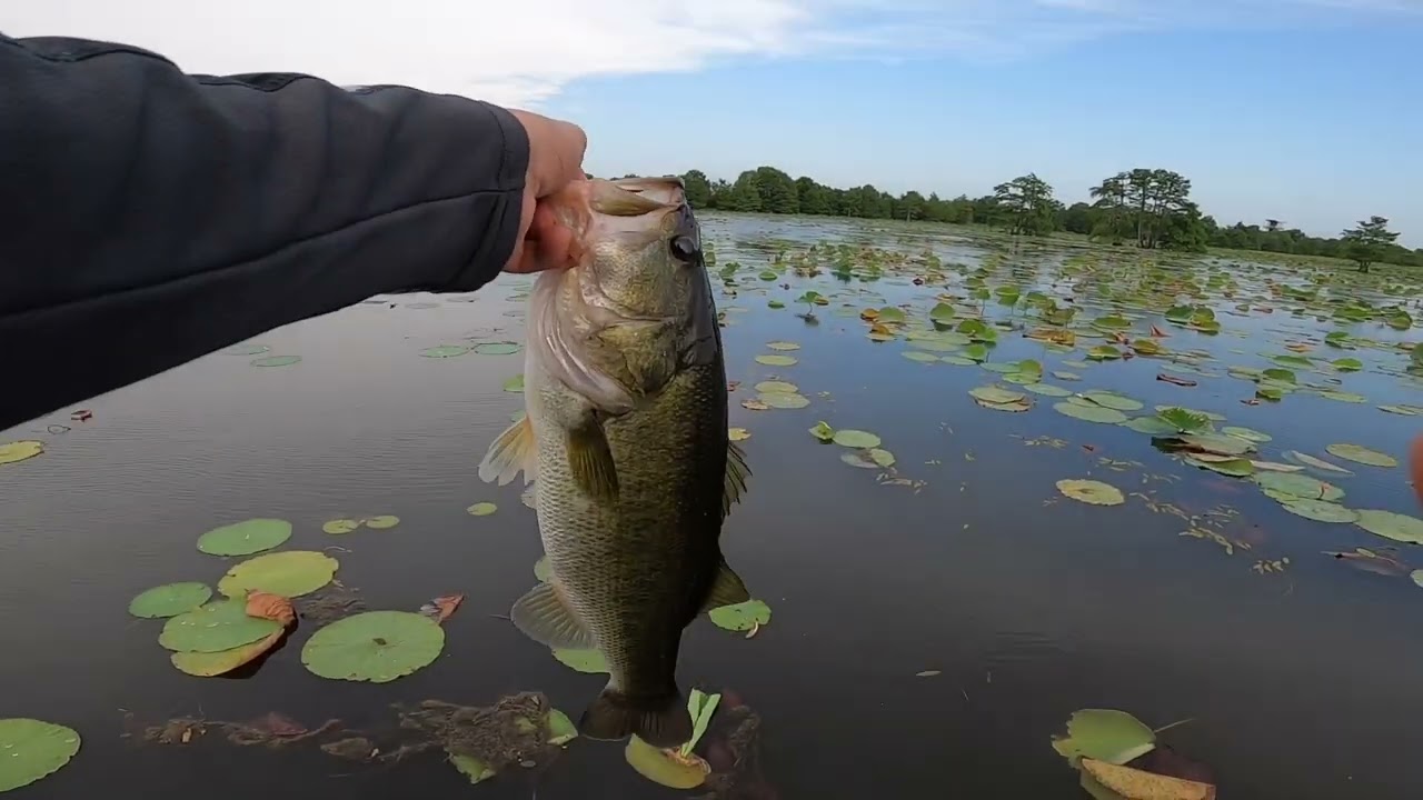Sheldon ￼reservoir summertime bass fishing beautiful 13lb 2 fish bag