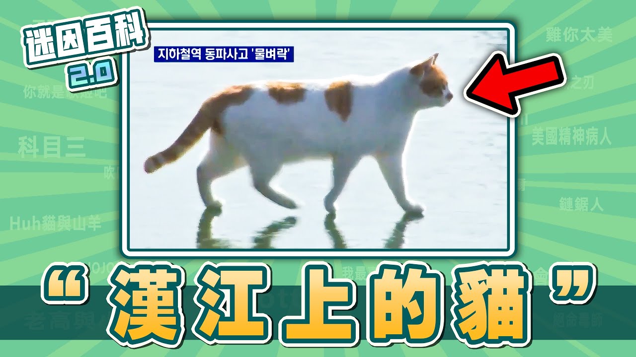 近期韓國超紅的&ldquo;漢江的貓&rdquo;在紅什麽🐱🔥？&ldquo;漢江上的貓&rdquo;是什麽迷因？【迷因百科】#漢江上的貓 #凍結的漢江上有隻貓走過 #貓貓 #迷因 #memes