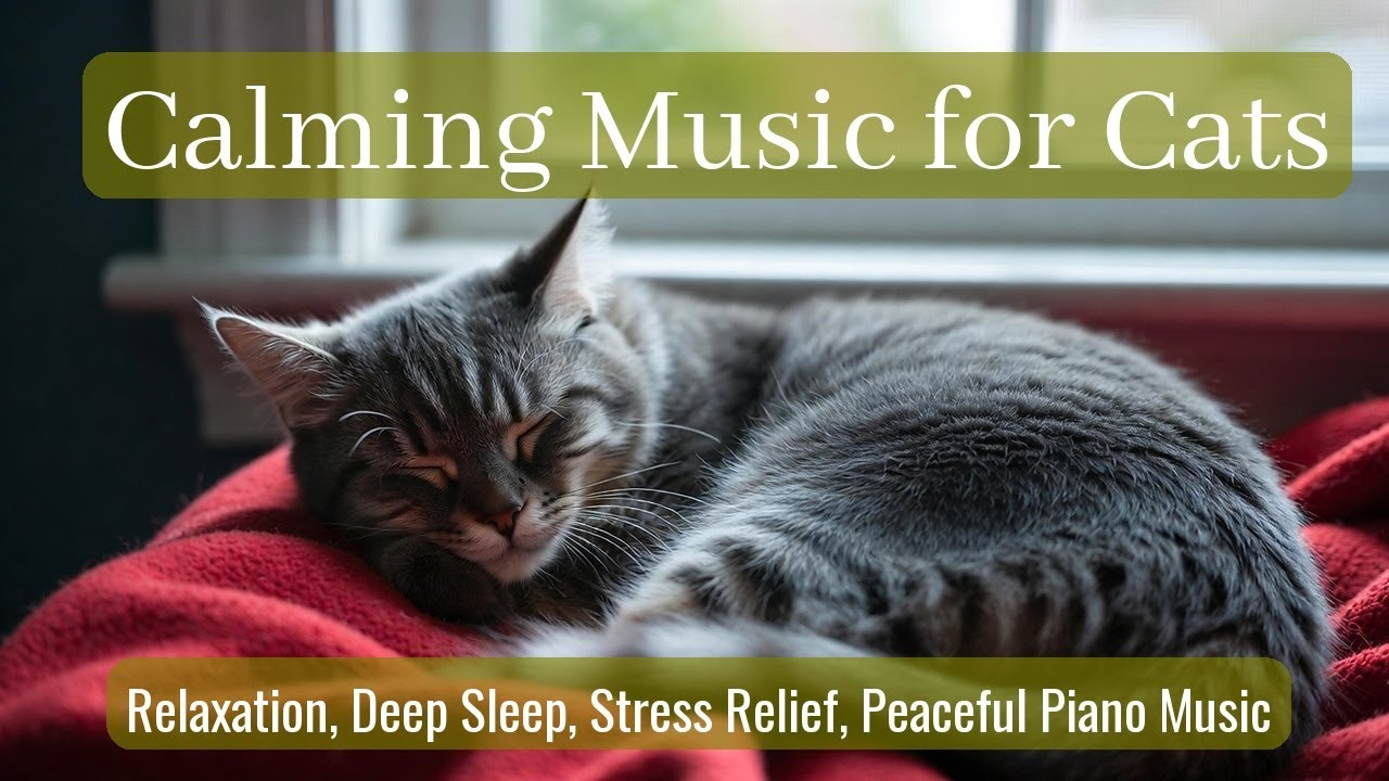 LIVE 🐱 Tiny Sleeping Cat Drifting to Sleep with Warm Piano Melodies Under Moonlight ✨ | Season 24