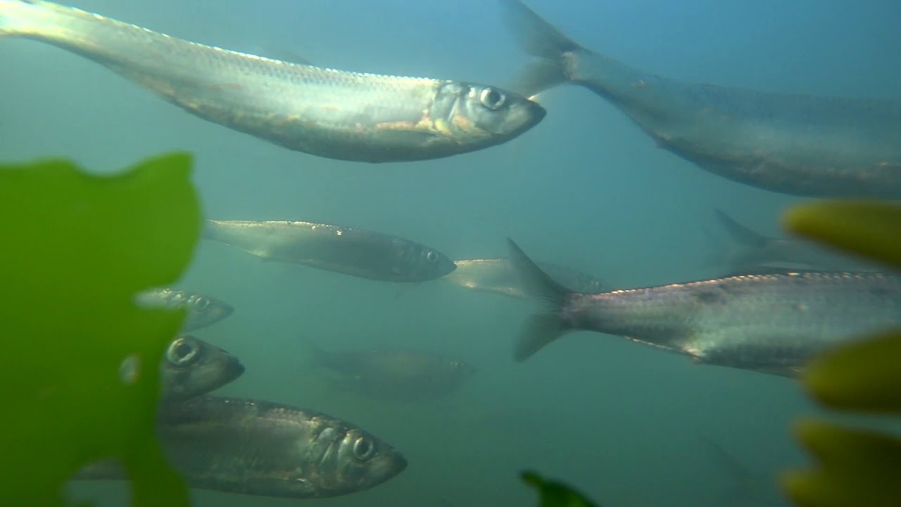 Herring Roe Fishery, Strait of Georgia 2020