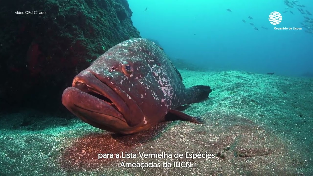 Centro de Sobrevivência de Espécies Marinho – Conservação orientada pela ciência