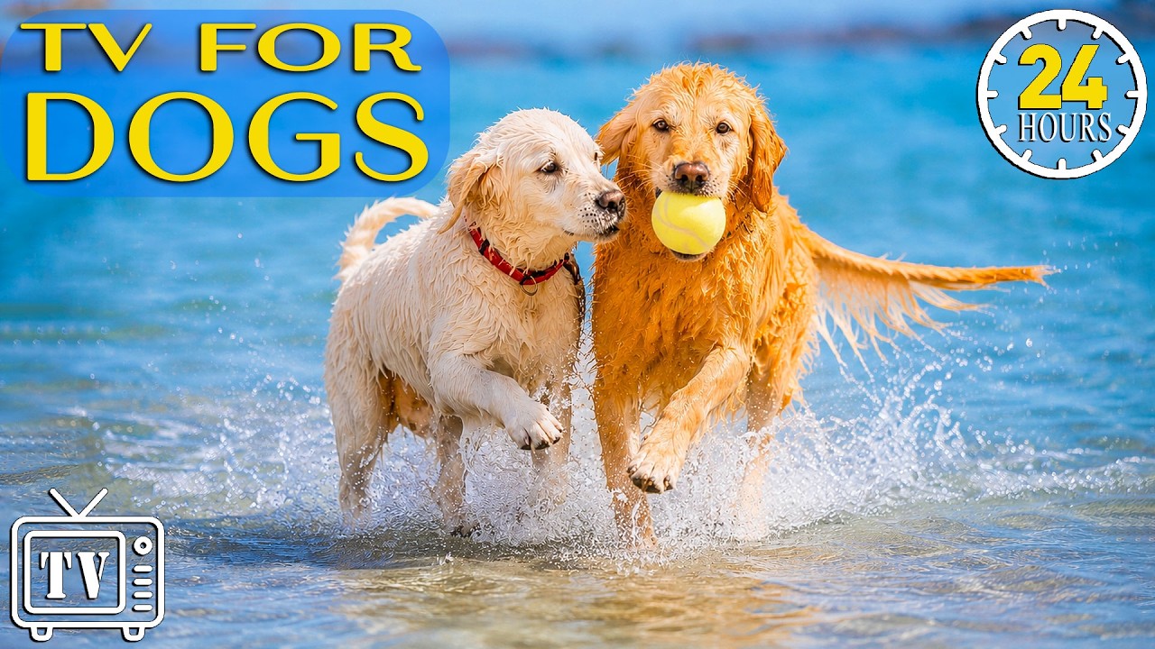 Dog TV For Dogs to Watch: Best Anti-Anxiety Music & Stress Relief Videos for Dogs Home Alone All Day