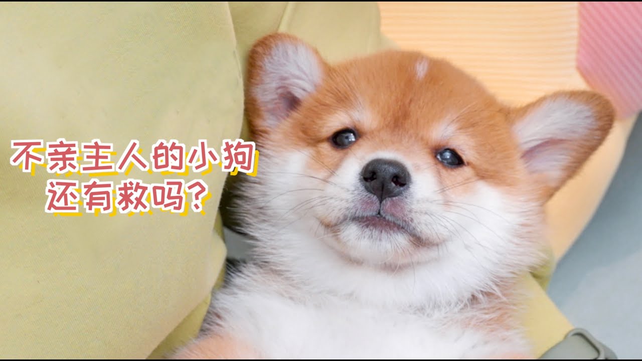 不亲主人的小狗，长大还有救吗？