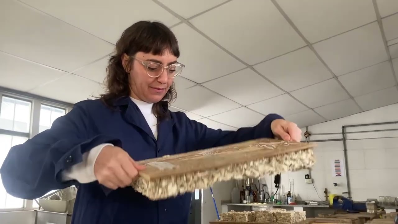 Micelio de hongo en la construcción- Investigación CEVE
